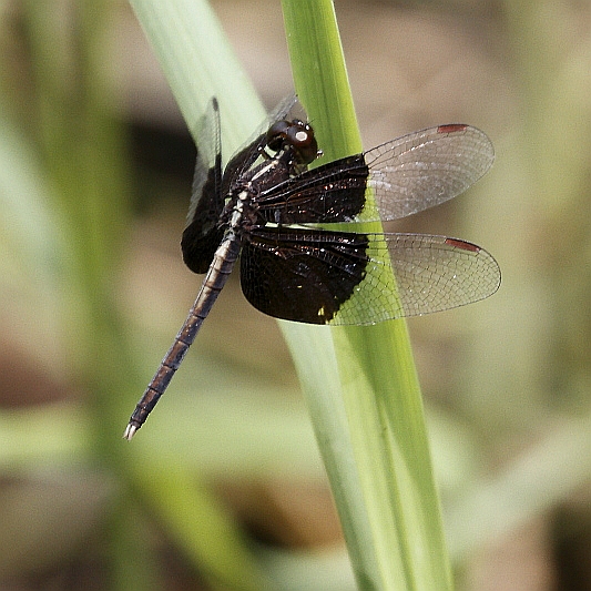 J01_1482 Neurothemis tullia male.JPG